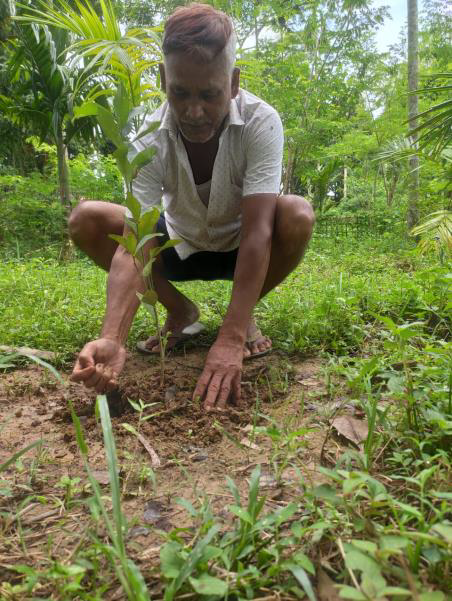 SankalpTaru Assam Plantation 5