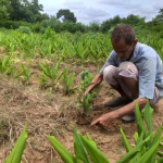 SankalpTaru Assam Plantation 2