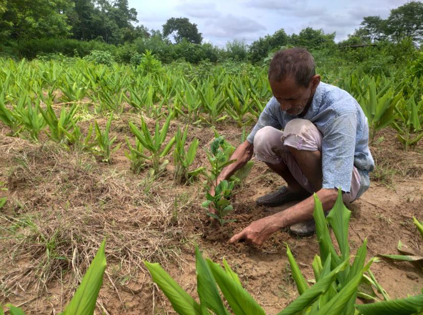 SankalpTaru Assam Plantation 2