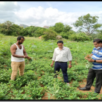 KVK scientists visited ground nut crop organic plot for technical guidance.