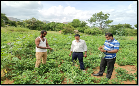 KVK scientists visited ground nut crop organic plot for technical guidance.