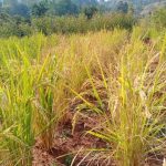 Rainfed paddy crop Season: Kharif 2022