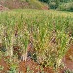 Rainfed paddy crop Season: Kharif 2022