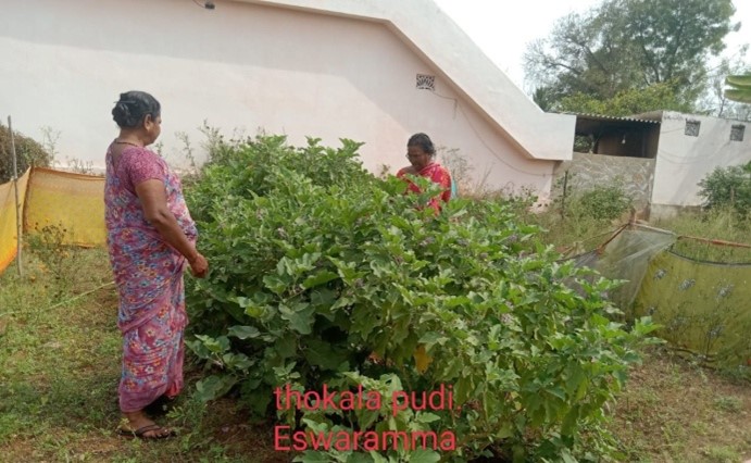 Vegetable garden of Thokalapudi Eswaramma