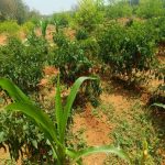 Lemon field visit of Thokalapudi K.Krishnaiah