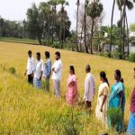 Field visit paddy farmer Paluru Eswar Raju
