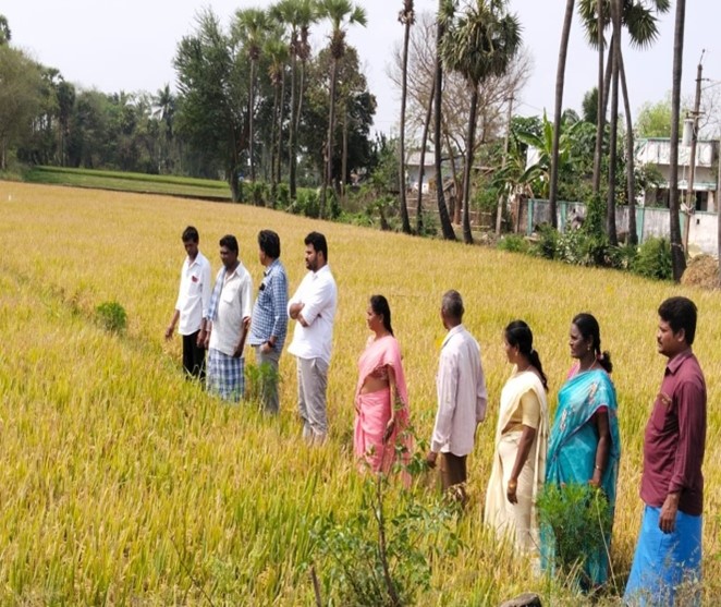 Field visit paddy farmer Paluru Eswar Raju