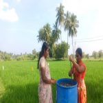 Jeevamrutham preparation of k. Bujjamma.