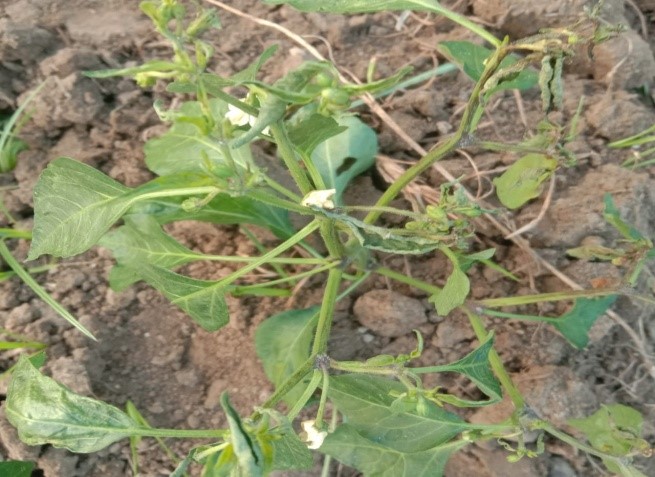 Lingasamudram K.Krishnaiah farmer field visit