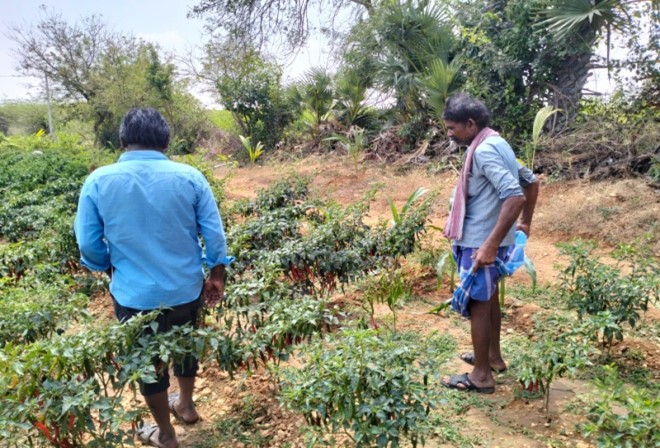 Chili cultivation Field visit of  k. krishanaiah