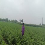 Lemon field visit G.Malli  Gangadhevapalli