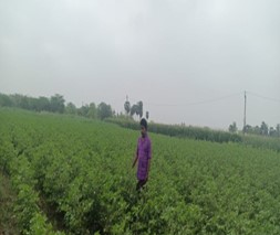 Lemon field visit G.Malli  Gangadhevapalli