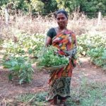 Vegetables cultivation field visit k. krishanamma