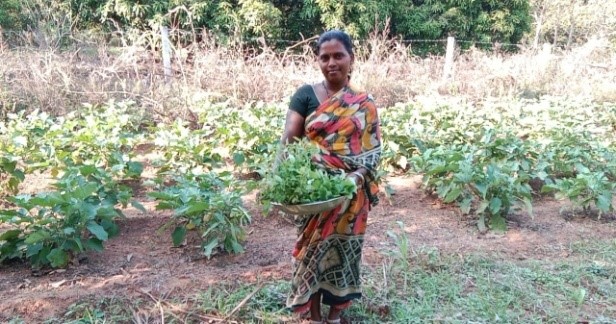 Vegetables cultivation field visit k. krishanamma