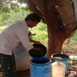 Dhravajivamrutham preparation of paluru A.V Raju