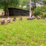 Halma Practice in seed harvesting through women