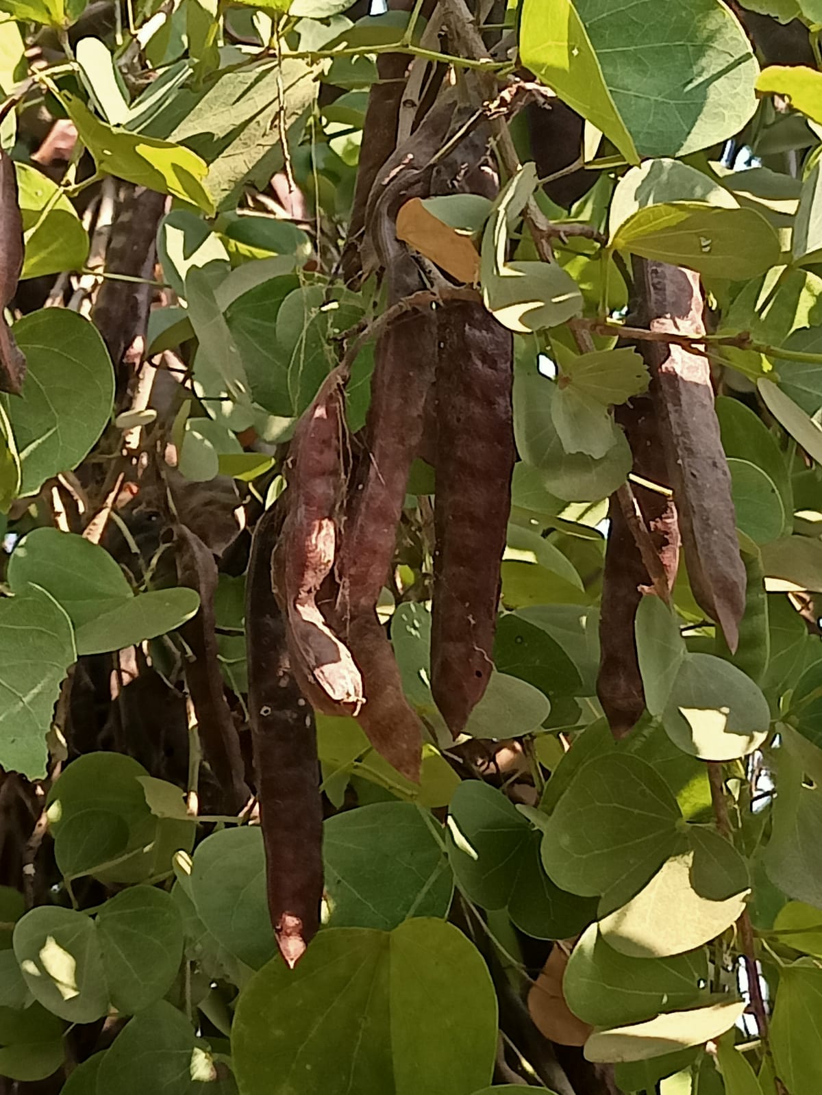 Hitari Seed variety identification