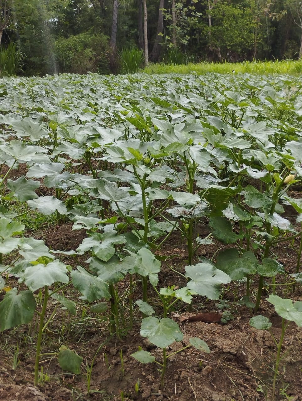 SIF Field Visit PEAS Trust 4